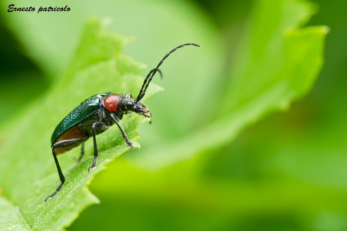 Gaurotes virginea (Cerambycidae)